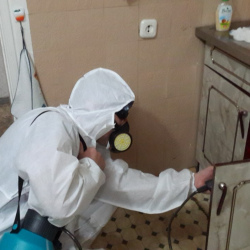Дезинфекция от муравьев в квартире в Хорошевском районе Москвы